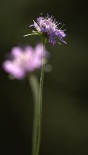 Wald-Witwenblume