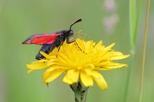 Gepudert mit Blütenstaub 2