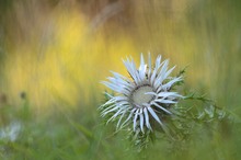 Silberdistel