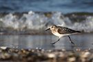 Sanderling