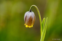 Persische Kaiserkrone - Fritillaria Michailovski