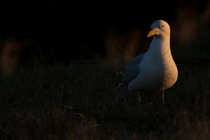 Im letzten Licht