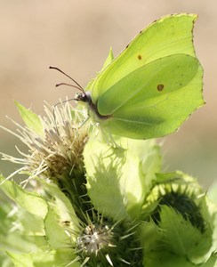 Zitronenfalter