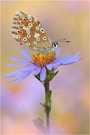 Polyommatus coridon