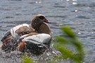 Nilgans beim Waschen