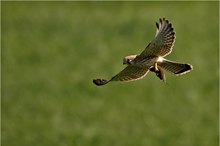 Junger Turmfalke mit Jagdglück