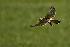 Junger Turmfalke mit Jagdglück