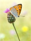 Großer Feuerfalter - Lycaena dispar