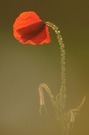 Klatschmohn