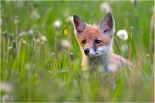 Der Jungfuchs und Heidi