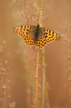 Kleine Perlmutterfalter (Issoria lathonia)