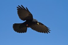 Alpendohle (Pyrrhocorax graculus) im Flug