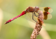 Das rote Männchen...