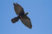 Alpendohle (Pyrrhocorax graculus) im Flug II