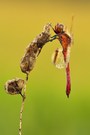 Sympetrum pedemontanum – Gebänderte Heidelibelle