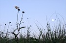 - Im Mondenschein -
