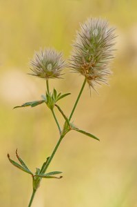 Hasen-Klee (Trifolium arvense)