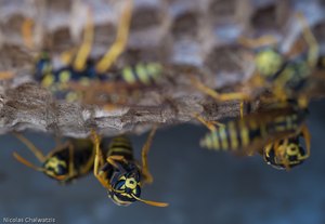 Im Wespennest (Polistes dominulus)