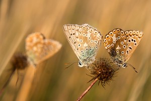 Silbergrüne Bläulinge