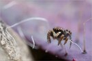 ~ Micro-Fotografie ~