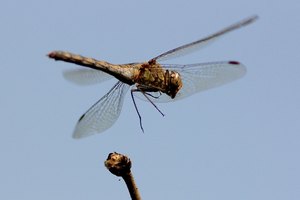 Heidelibelle fliegend mit Fliege