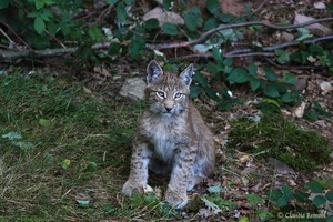 Kleiner Luchs