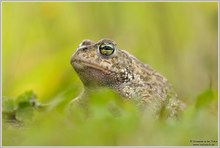 Kreuzkröte (Bufo calamita)