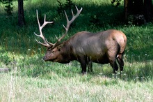 Kapitaler Elk-Hirsch