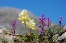 Orchideenparadies Kreta (Orchis pauciflora & Orchis quadripunctata)