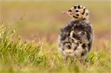 Die Zeit der Jungvögel