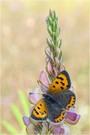 Kleiner Feuerfalter - Lycaena phlaeas