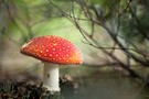 Im Unterholz versteckt