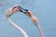 Streitende Flamingo