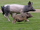 Schweinerennen - oder Wettlauf zum Futtertrog?