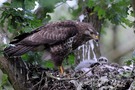 Mäusebussard