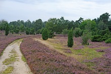 Wachholderheide