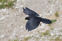 Alpendohle im Flug (Pyrrhocorax graculus)