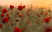 Klatschmohn bei Sonnenaufgang