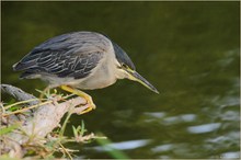 ~Little Heron~