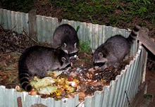 Abendessen