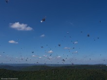 ~ Ameisen – Hochzeitsflug ~