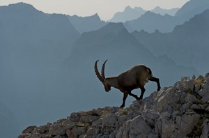 Steinbock