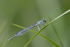 Blaue Federlibelle (Platycnemis pennipes)