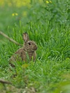 Wildkaninchen