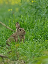 Wildkaninchen