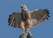 Däumlingssperber - Accipiter superciliosus - Tiny Hawk