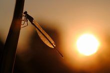 Libelle im Sonnenuntergang