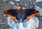 ERDBEERBAUMFALTER (Charaxes jasius) (3)