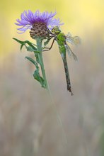 Anax imperator