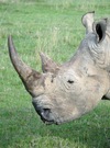 Rhino
